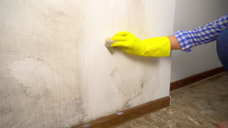 Best Forensic Mold Investigation  in Lton, IN