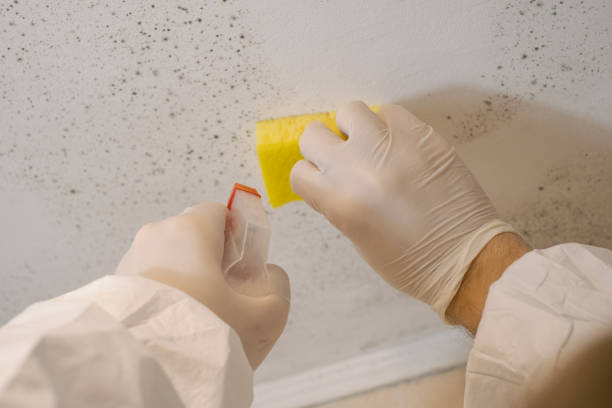 Best Residential Mold Inspection & Testing  in Lton, IN