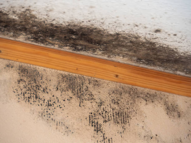Best Crawl Space Mold Remediation  in Lton, IN