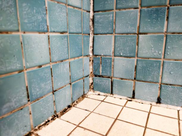 Mold Documentation for Insurance Claims in Linton, IN