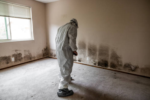 Best Mold Damage Restoration  in Lton, IN