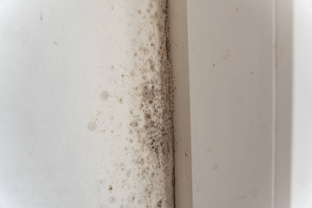 Best Dehumidification Services  in Lton, IN